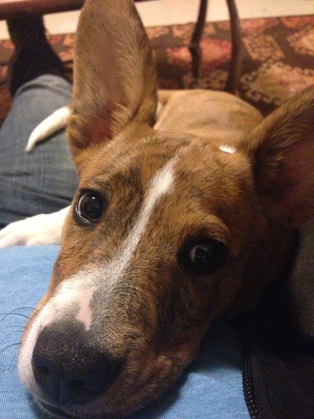 Amedelyofpotpourri Basenji Pit Mix Puppies For Sale