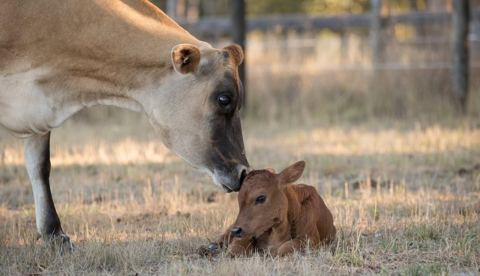 Here Are This Year's Best Animal Mothers The Dodo