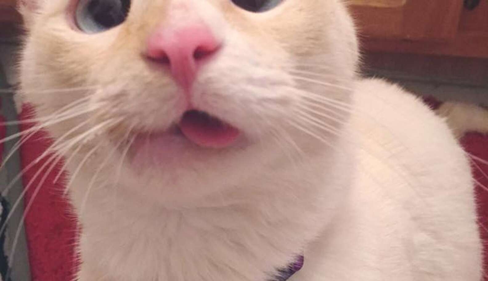 Cat With Crooked Jaw Still Loves Showing Off Her Smile The Dodo