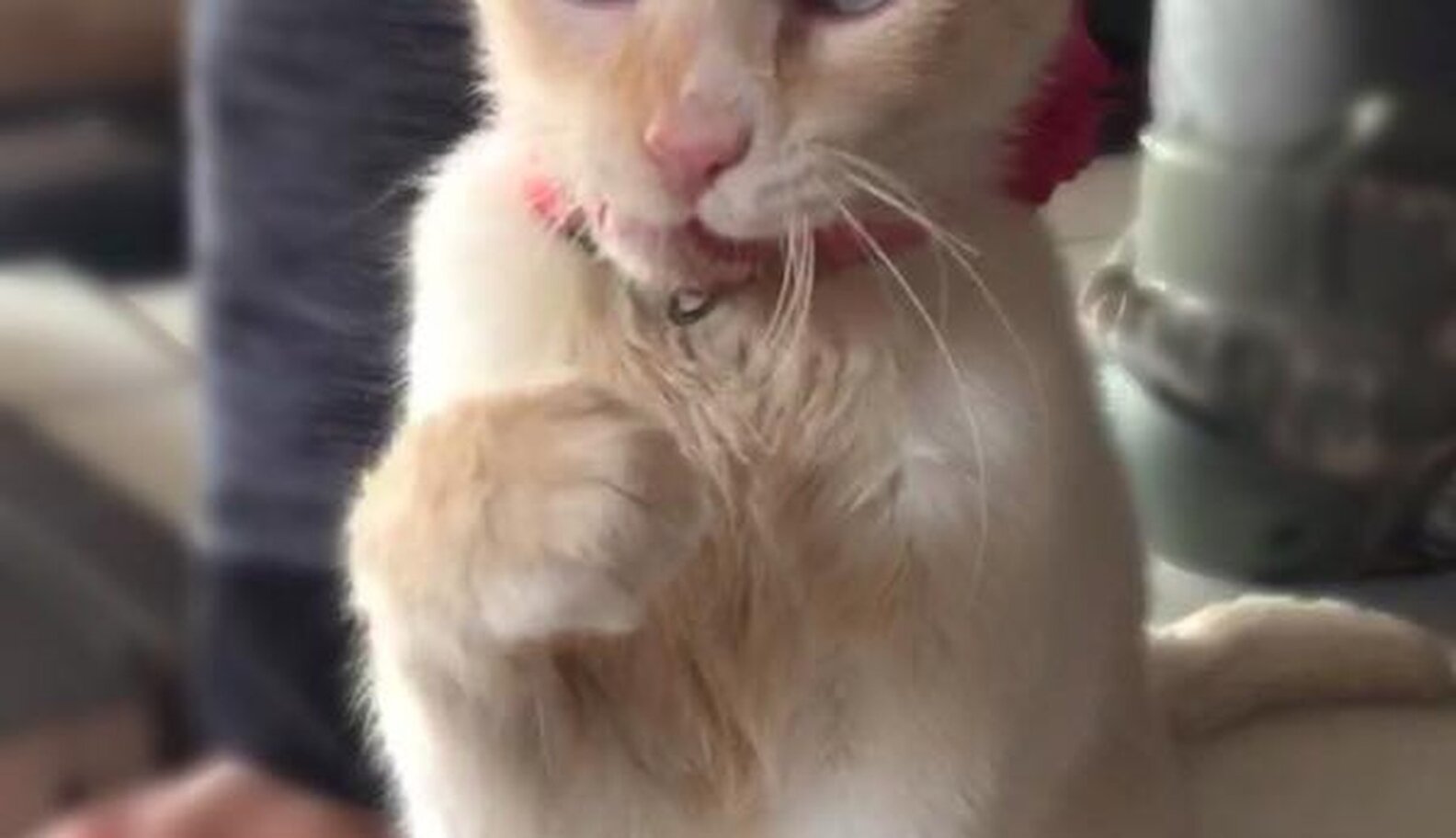 Cat With Crooked Jaw Still Loves Showing Off Her Smile The Dodo