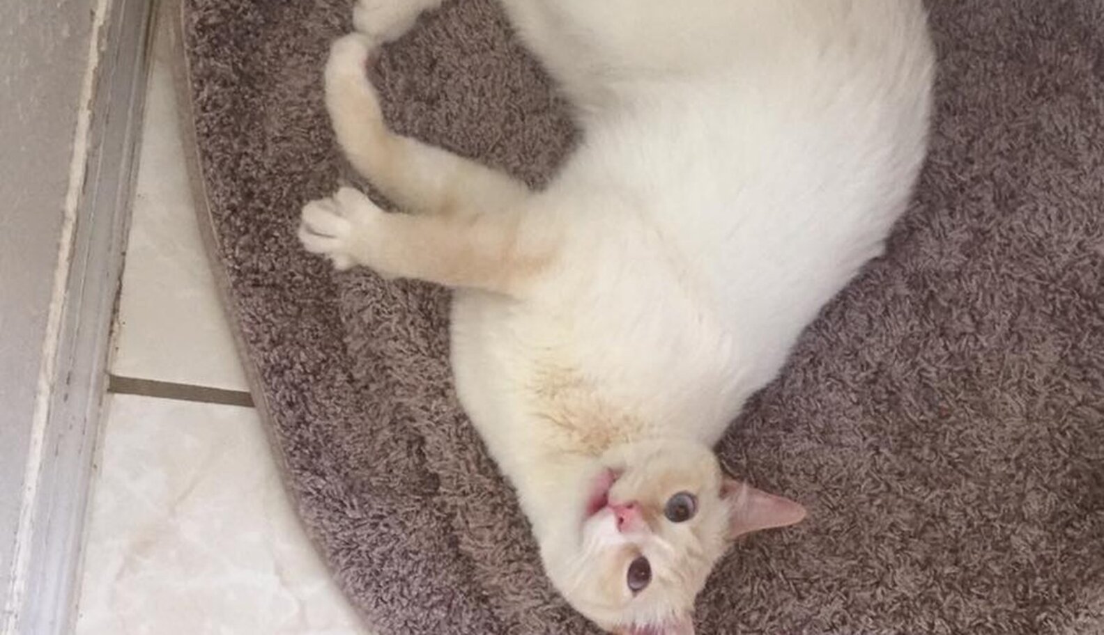 Cat With Crooked Jaw Still Loves Showing Off Her Smile The Dodo