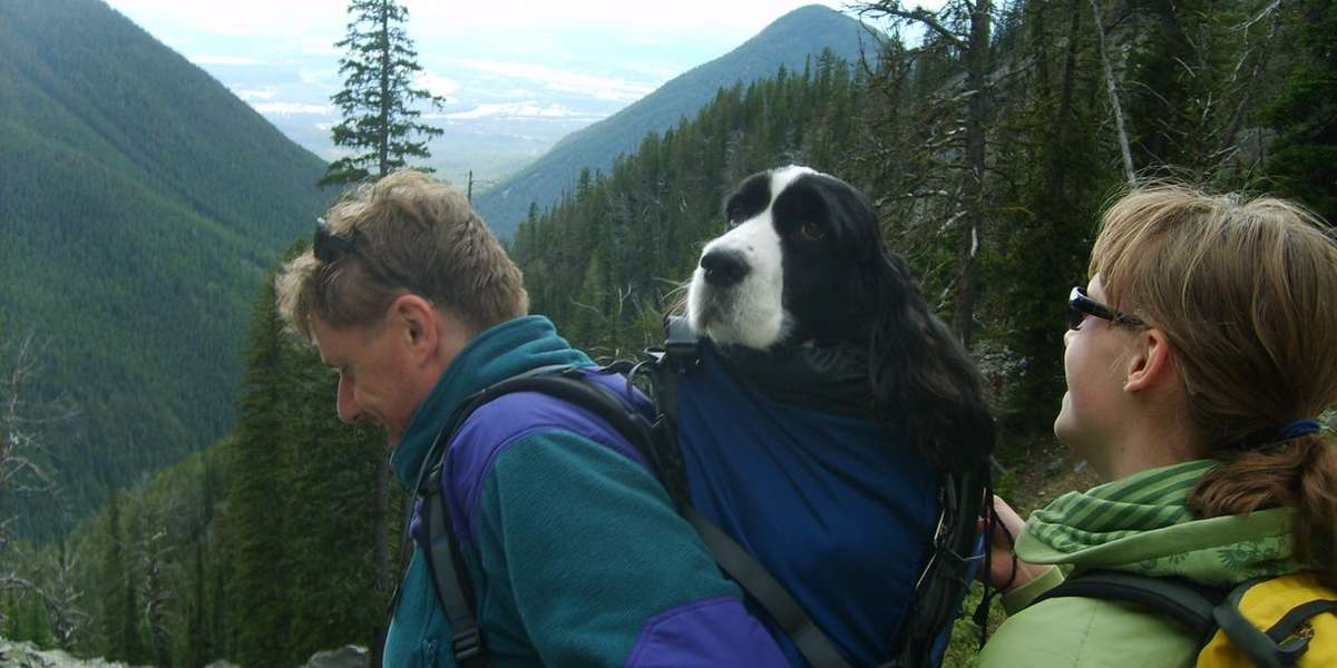 10 Dogs Who Prefer To Be Carried While Their Humans Hike The Dodo