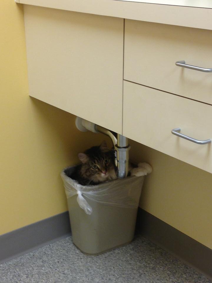 This Cat Really, Really Doesn't Want To Be At The Vet The Dodo