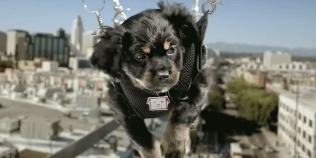Online Puppy Sales Are Anything But 'Convenient' In New Commercial