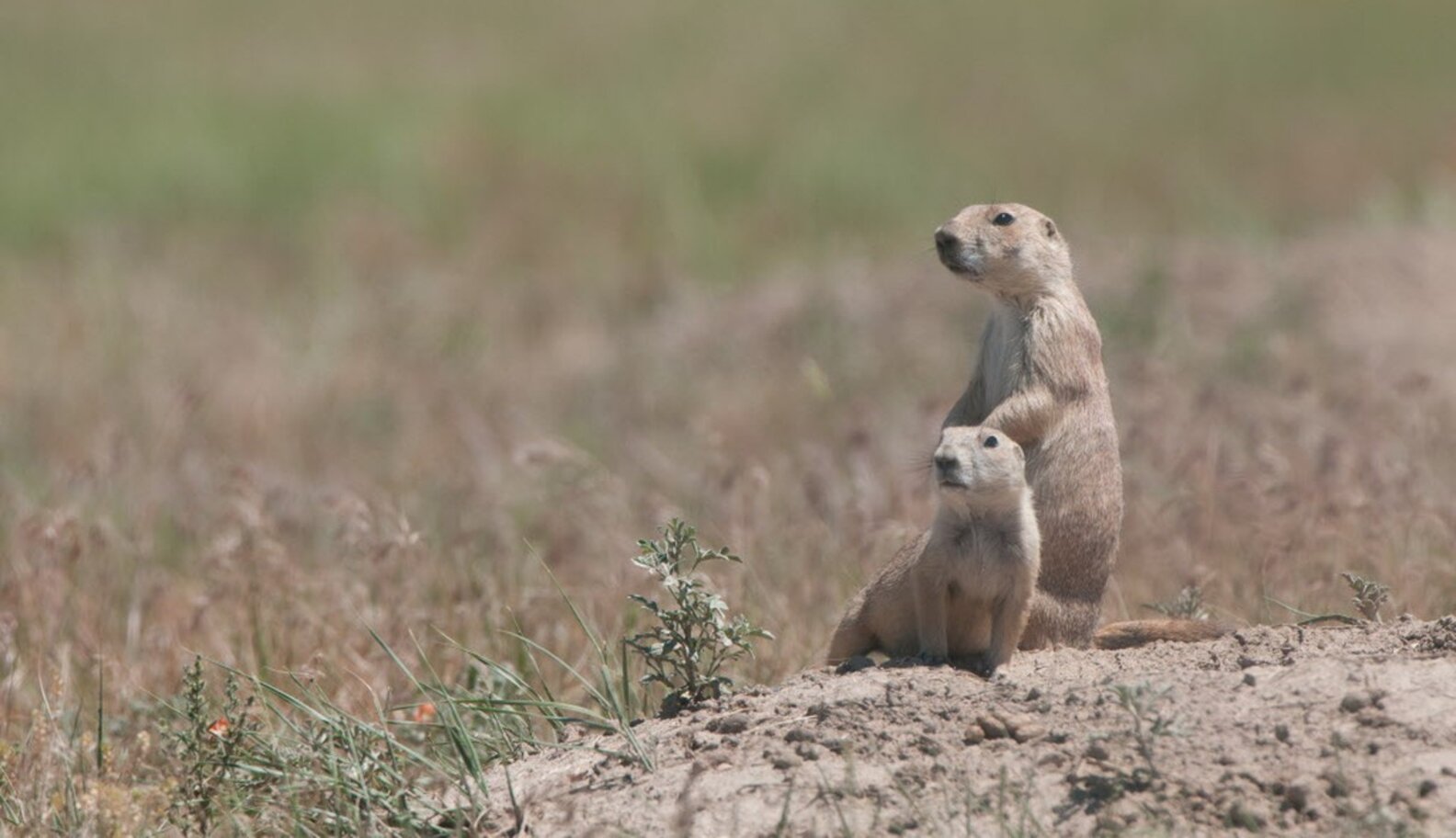 Celebrate Prairie Dog Day with these 5 Fun Facts The Dodo