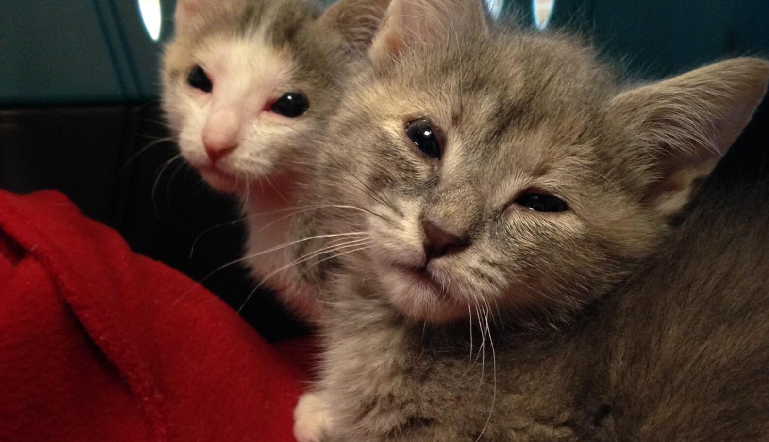 Help 2 Homeless Kittens Born Without Eyelids Get Lifesaving Surgery