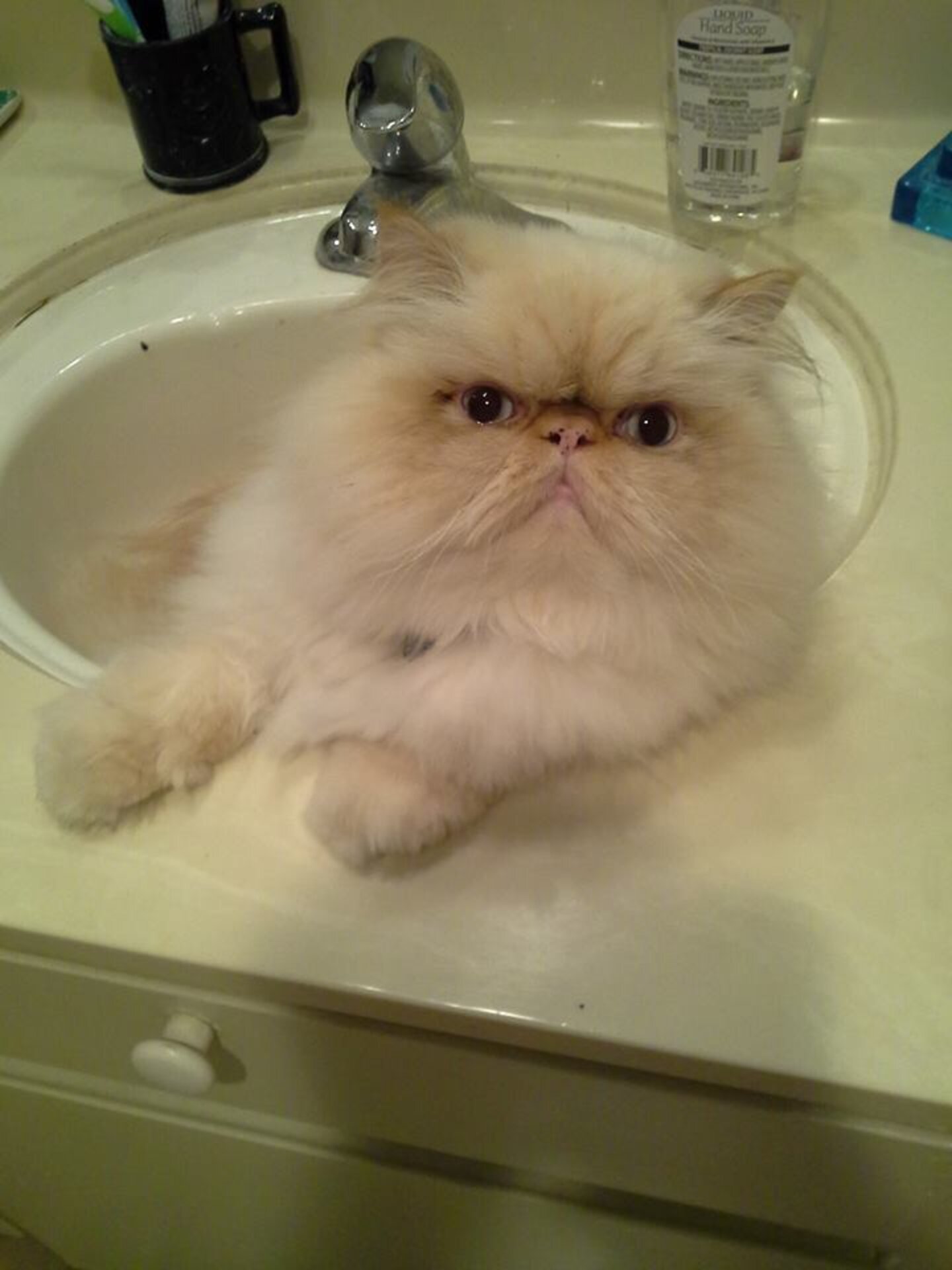 26 Cats Who Are Getting Cozy In The Sink? The Dodo