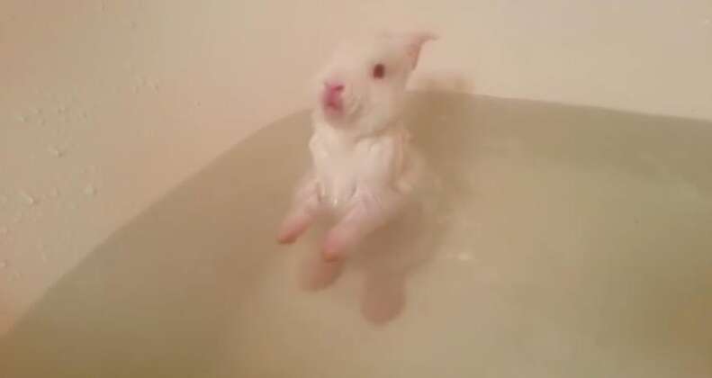 Rabbit Bath Videos Are Actually The Opposite Of Cute The Dodo