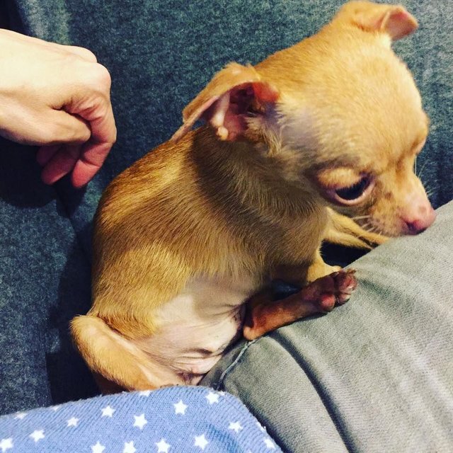 Little Chihuahua could not be surprised. his young mother