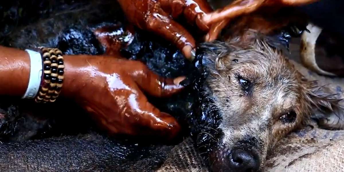 Dog Stuck In Tar Couldn't Even Move Videos The Dodo