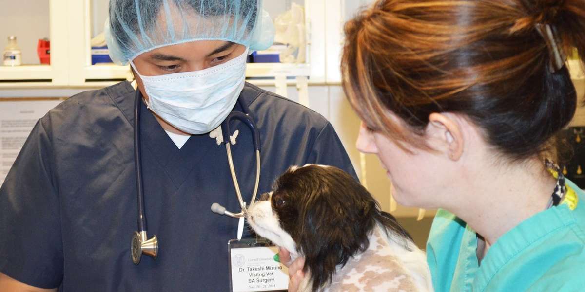 Dog Receives Rare 7Hour OpenHeart Surgery To Save His Life The Dodo