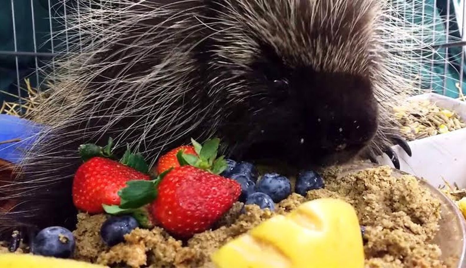 Porcupine Munching On Fruit Is Living His Best Life Ever The Dodo