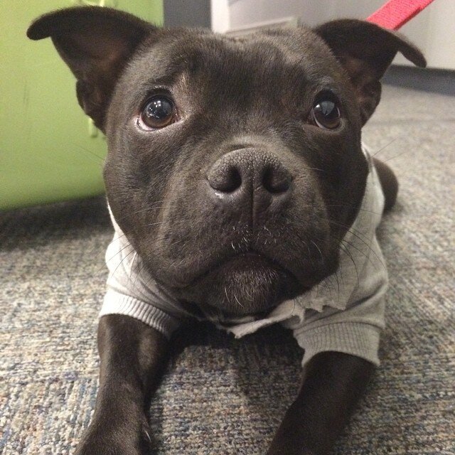 Pit Bull Photos That Prove They're The Snuggliest, Silliest, Coolest