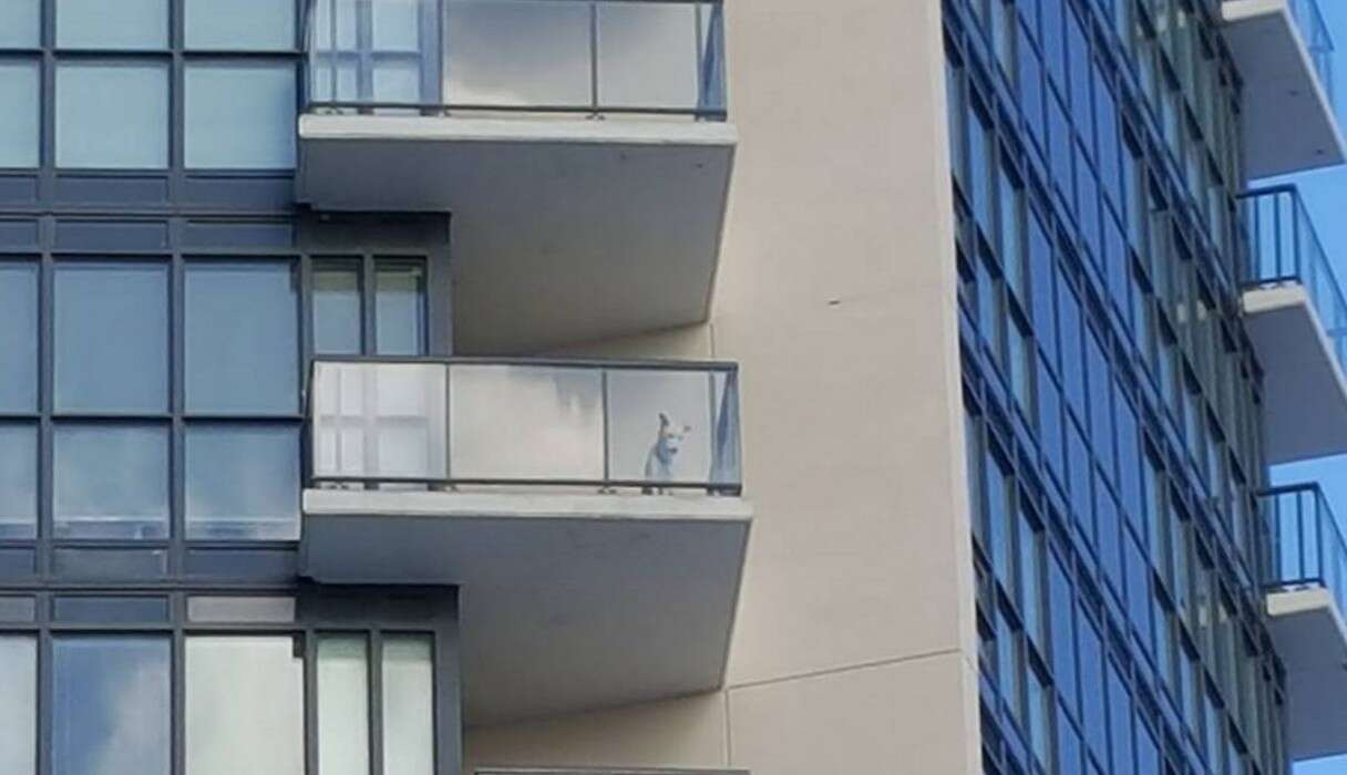 Do Dogs Fall Off Balconies