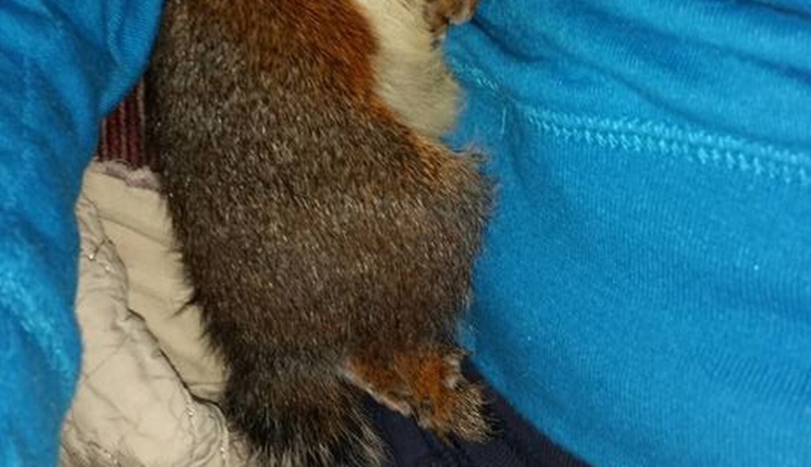 Baby Squirrel Who Can't Walk Loves Snuggling With His New Family The Dodo