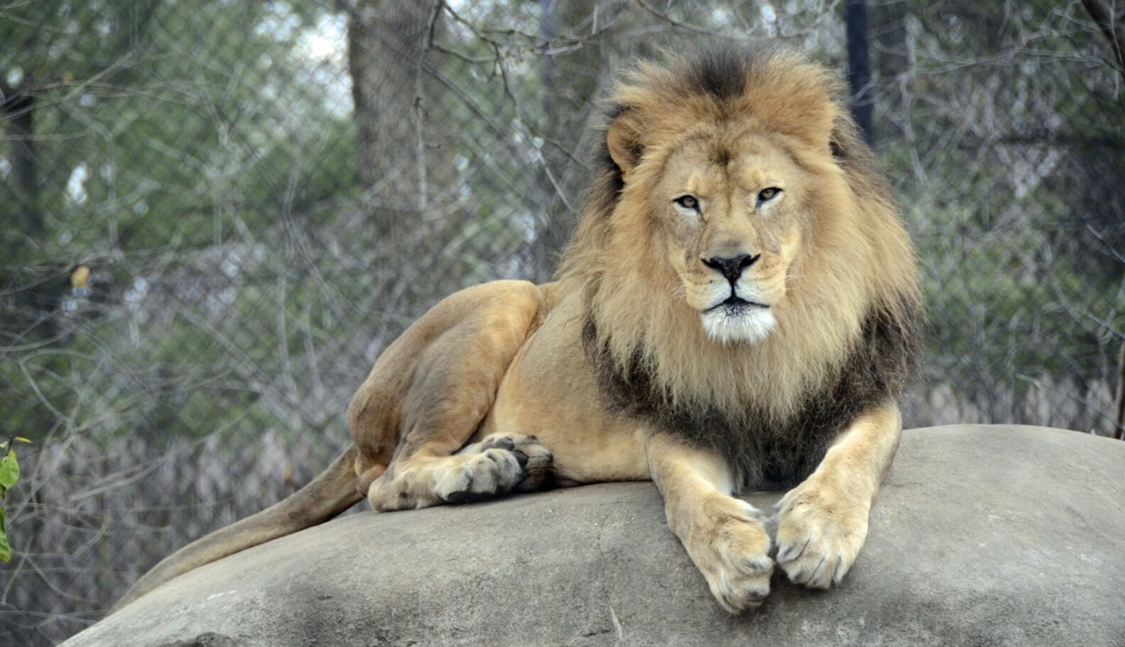 Saving zoo "surplus" lions and other animals from the bullet... The Dodo