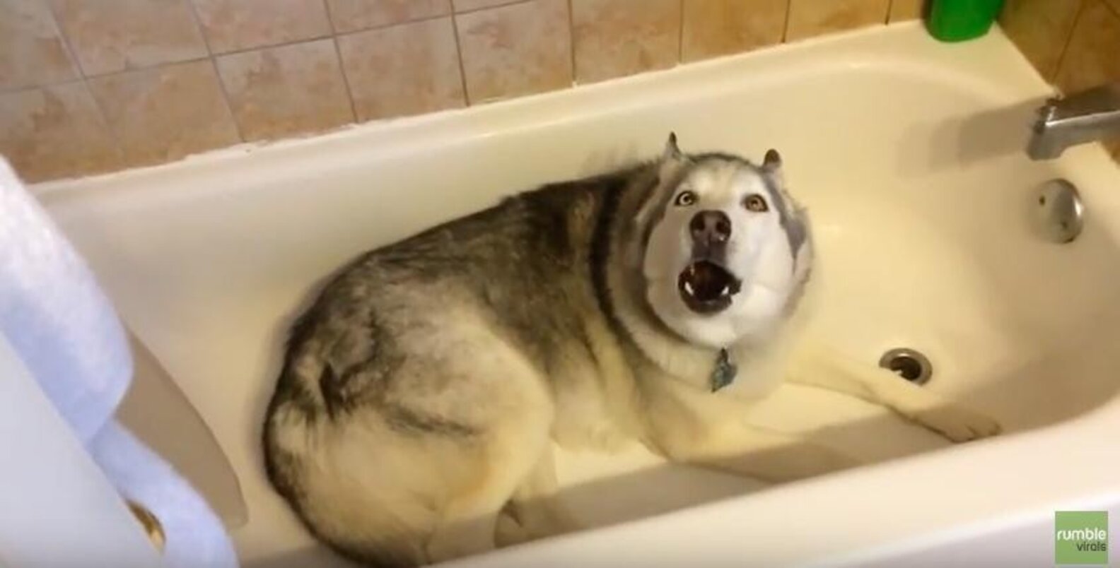 Stubborn Dog Throws ANOTHER Tantrum, And It's Still Adorable The Dodo