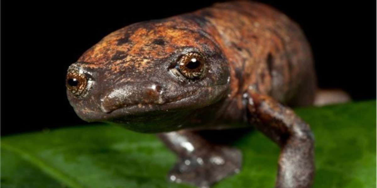 Meet The Animals That Guatemala Will Save With Its New 47,000Acre