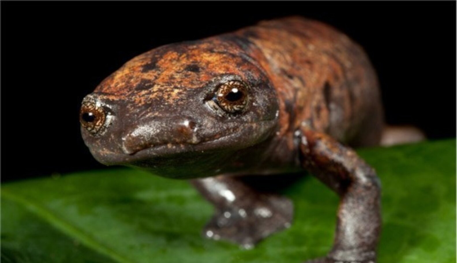 Meet The Animals That Guatemala Will Save With Its New 47,000Acre Wildlife Reserve The Dodo