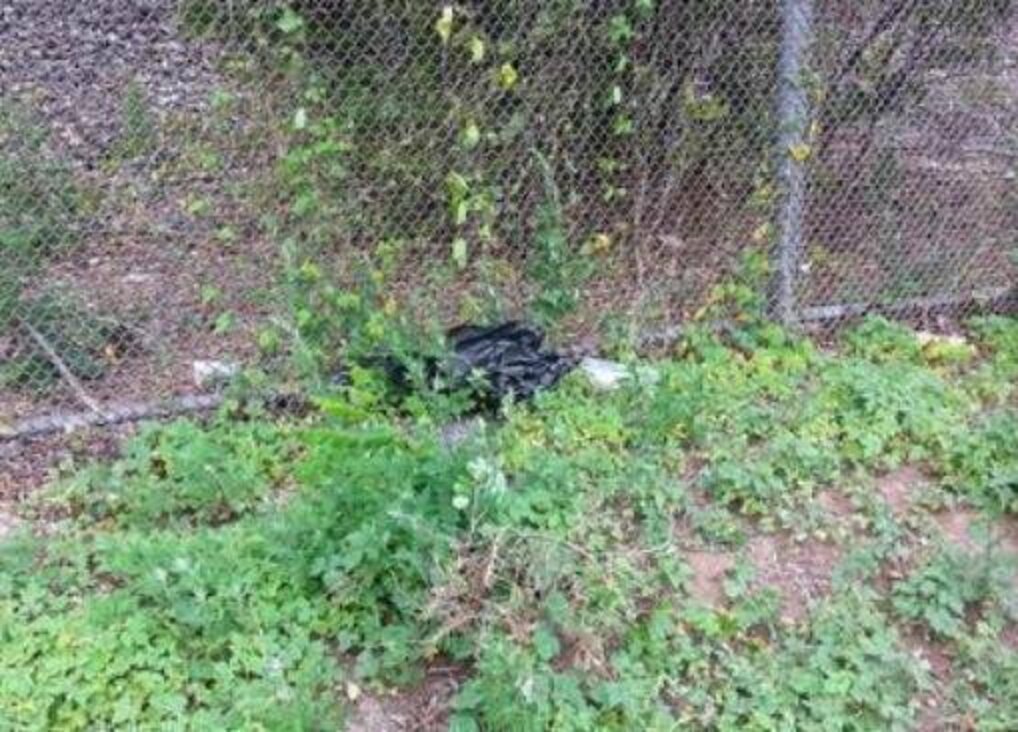 Woman Who Threw Puppy From Car Goes To Jail The Dodo