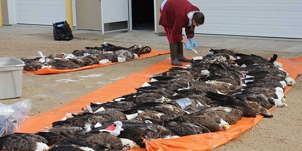 Lead Bullet Ban Overturn Poses Threat To More Bald Eagles The Dodo