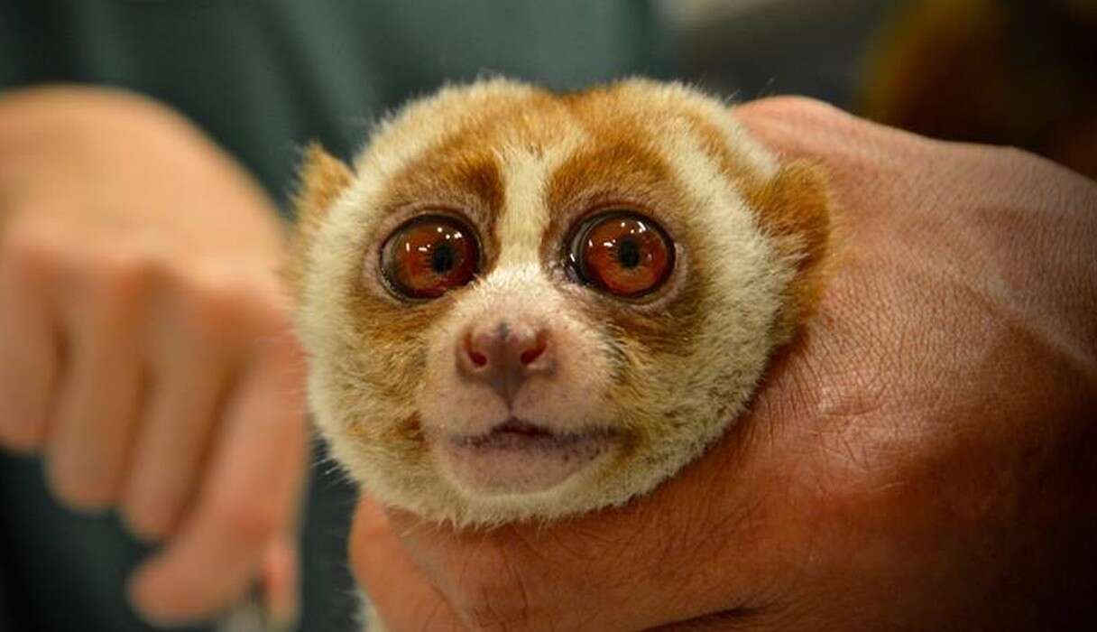 Slow Loris Teeth