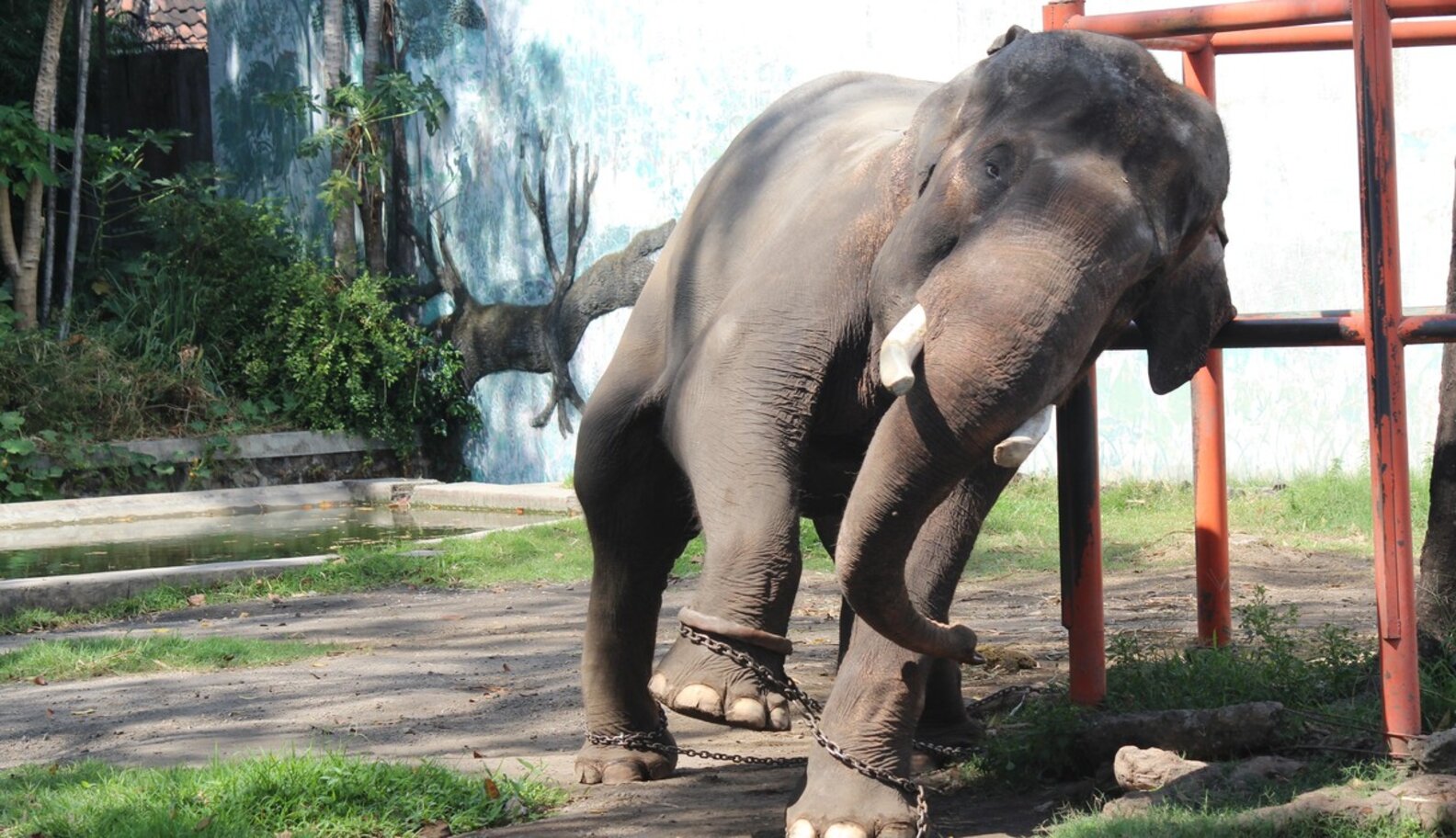 Exclusive Photos Zoos Tie Elephants' Legs Together So They Can't Walk