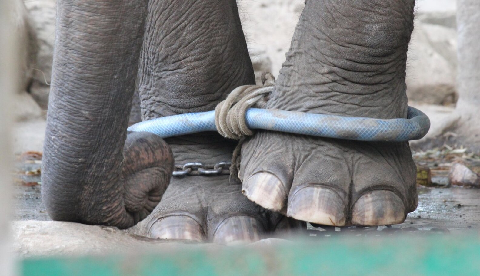 Exclusive Photos Zoos Tie Elephants' Legs Together So They Can't Walk