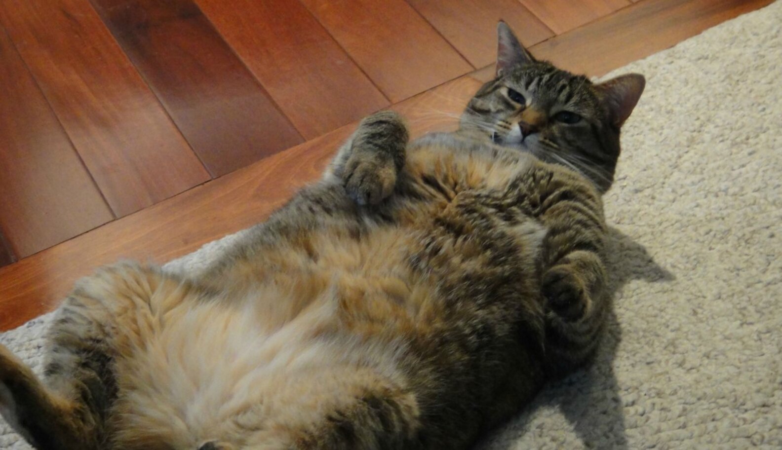 13 Cat Bellies That Are Total HAND TRAPS The Dodo