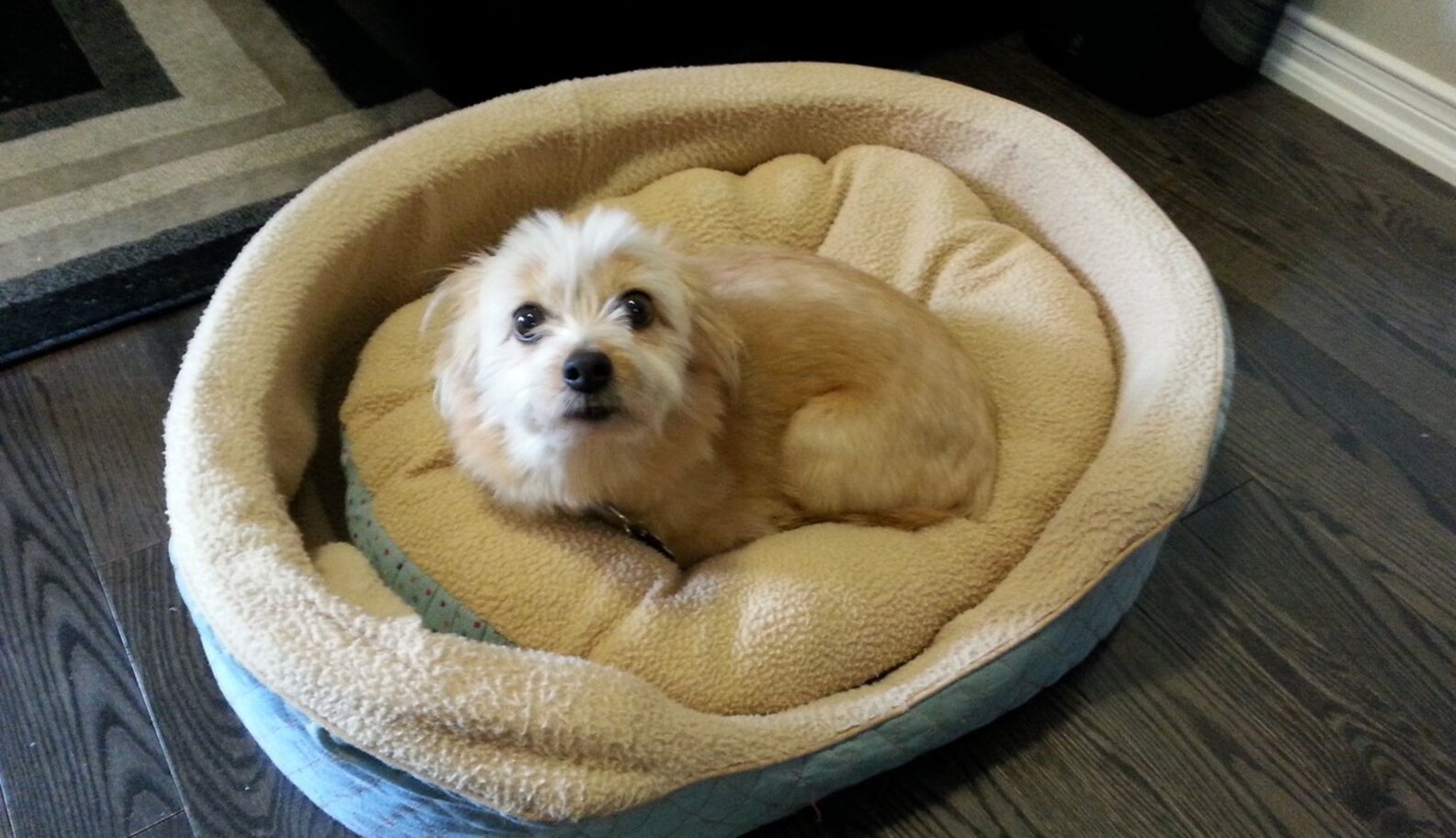 28 Rescue Pets On Their First Day Home From The Shelter The Dodo