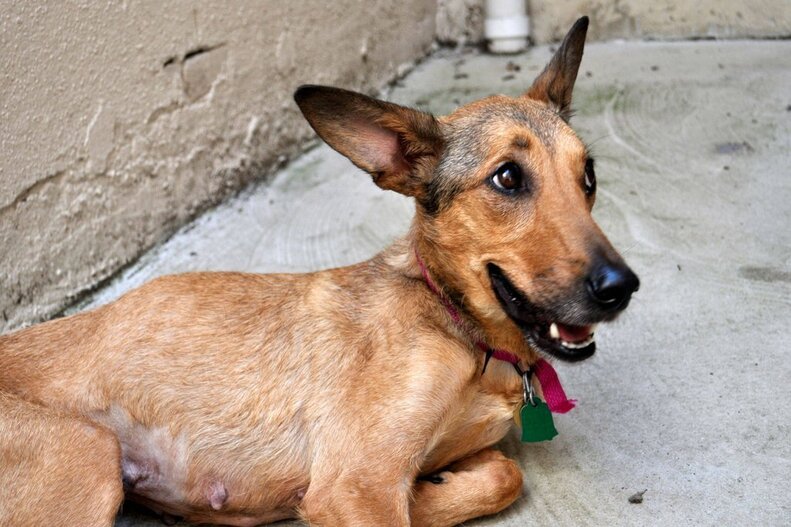 28 Rescue Pets On Their First Day Home From The Shelter The Dodo