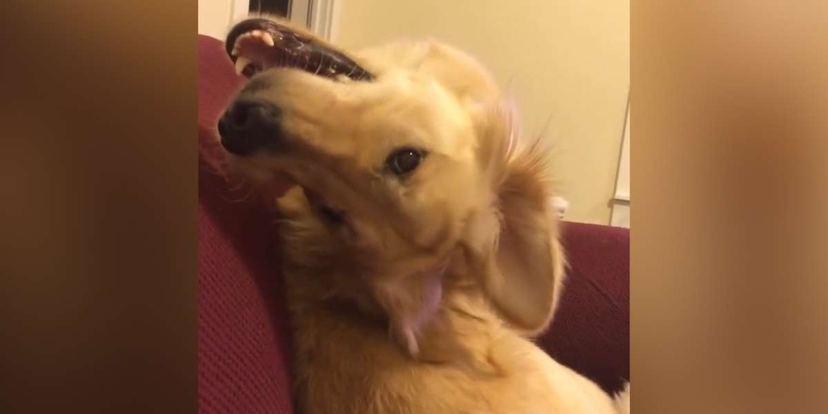 Golden Retriever Smiles Upside Down Videos The Dodo