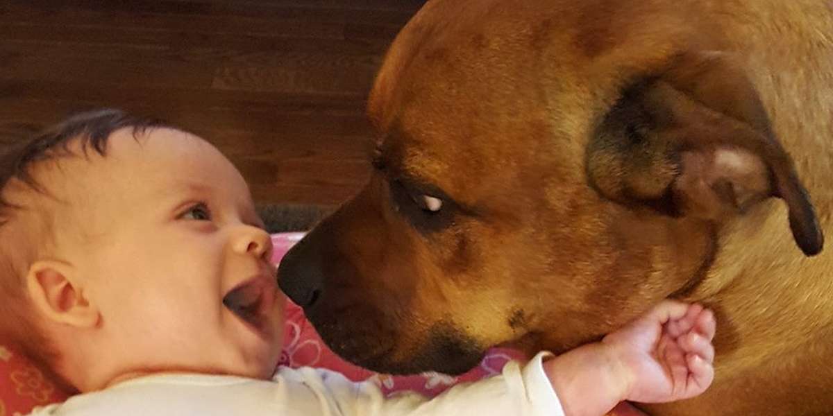 Dog Who Was Born In A Shelter Cant Stop Kissing His New