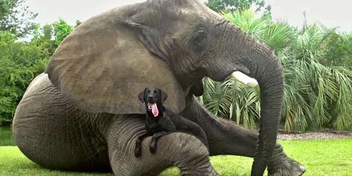 Unlikely Animal Buddies In Cutest Ad Ever The Dodo