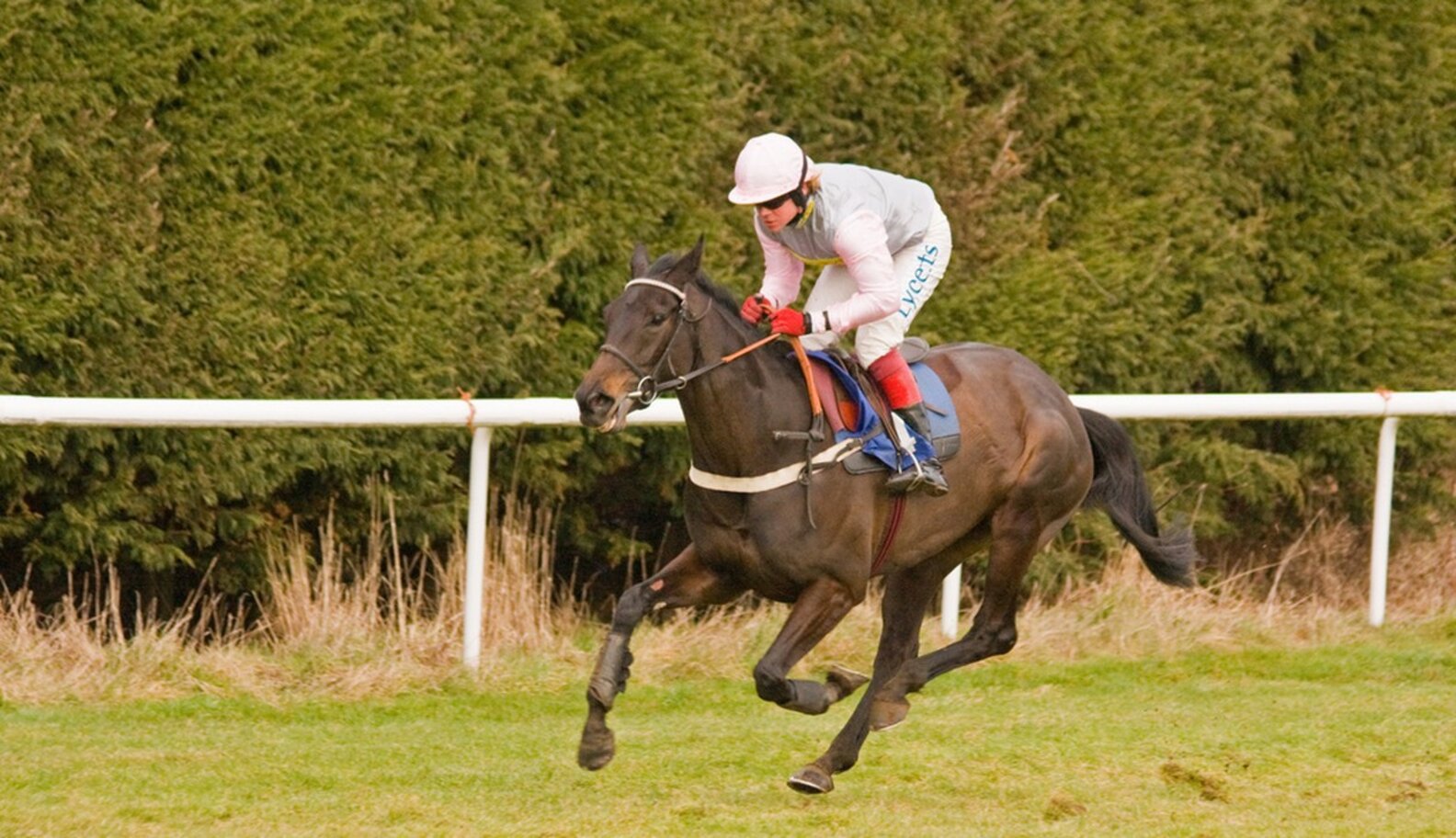 Whipping Horses A Critical Analysis Shows It Is Unwarranted The Dodo