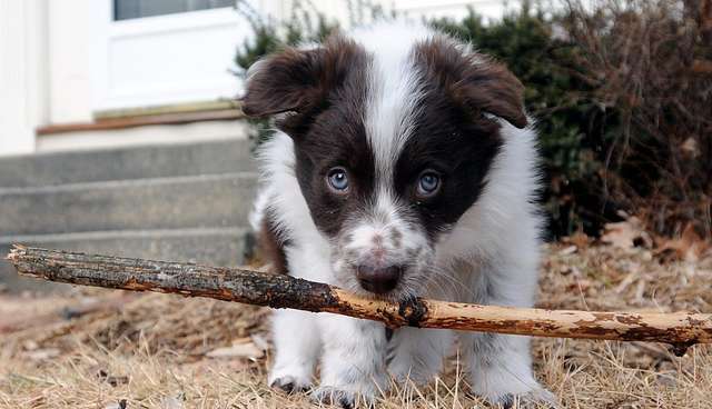 12 Inspirational Quotes Every Dog Lover Should Know The Dodo
