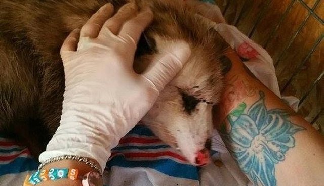 Pregnant Opossum Clings To The People Who Saved Her Babies The Dodo