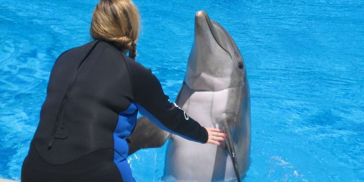 Dolphins Will Be Shipped To The Arizona Desert So People Can Swim With