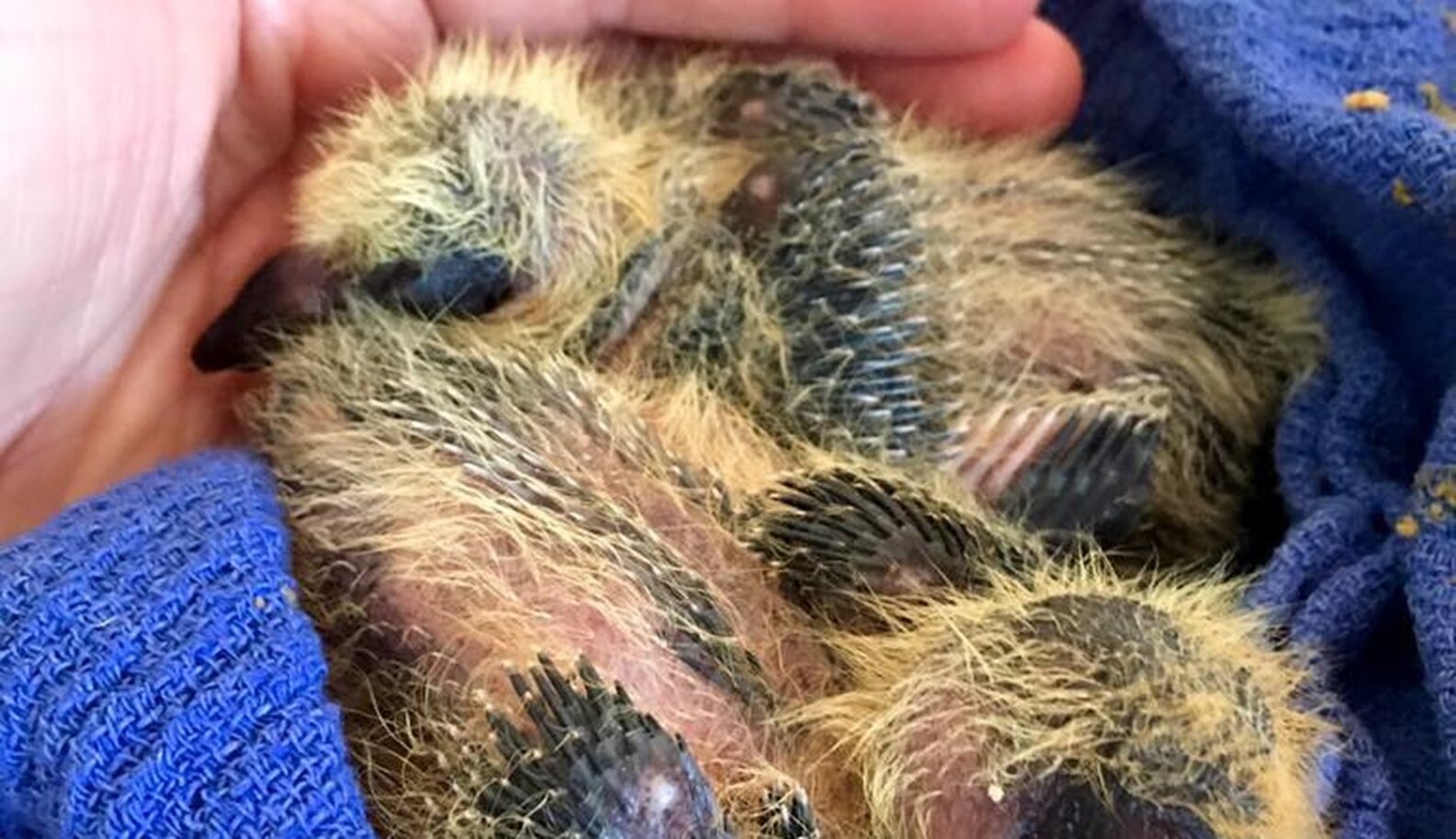 Pigeon Parents Trust Woman To Keep Their Tiny Babies Warm The Dodo