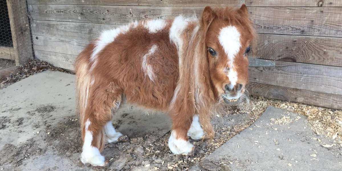 Little Horse Who Survived On Rotten Hay PitterPatters Down The Road To
