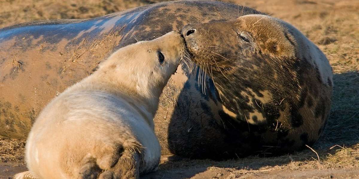 The Most Devoted Animal Parents Will Give You All The Feels The Dodo