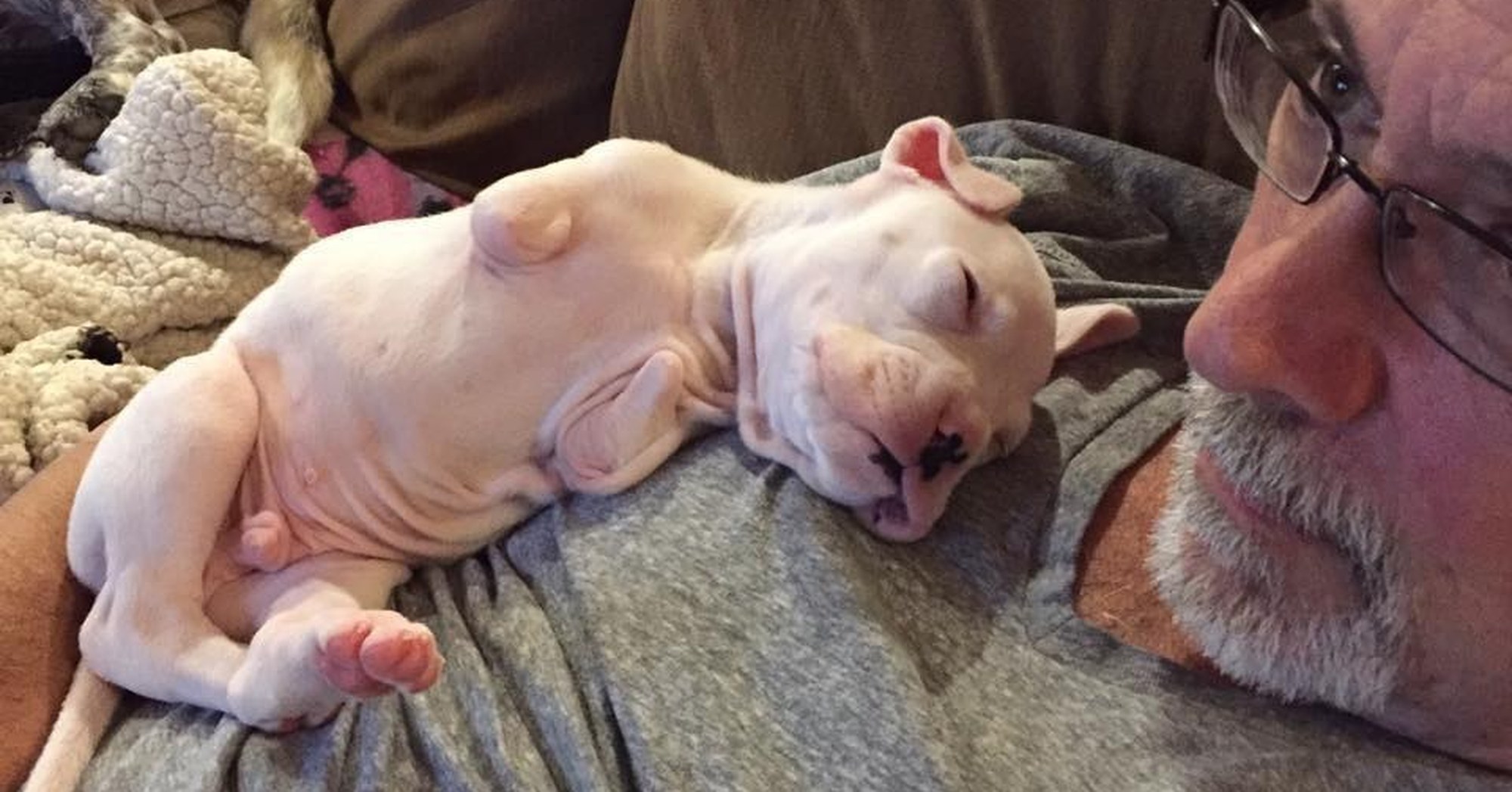 Sphynx Cat For Sale Texas Craigslist