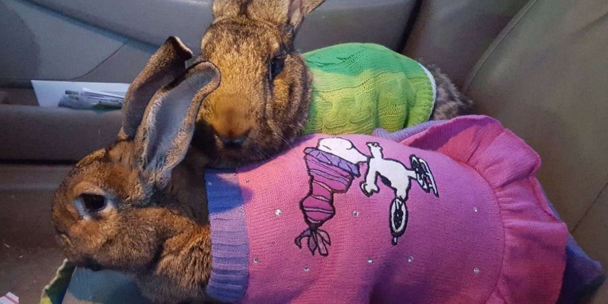 Rabbits In Tiny Sweaters Are The Perfect Therapy Animals The Dodo