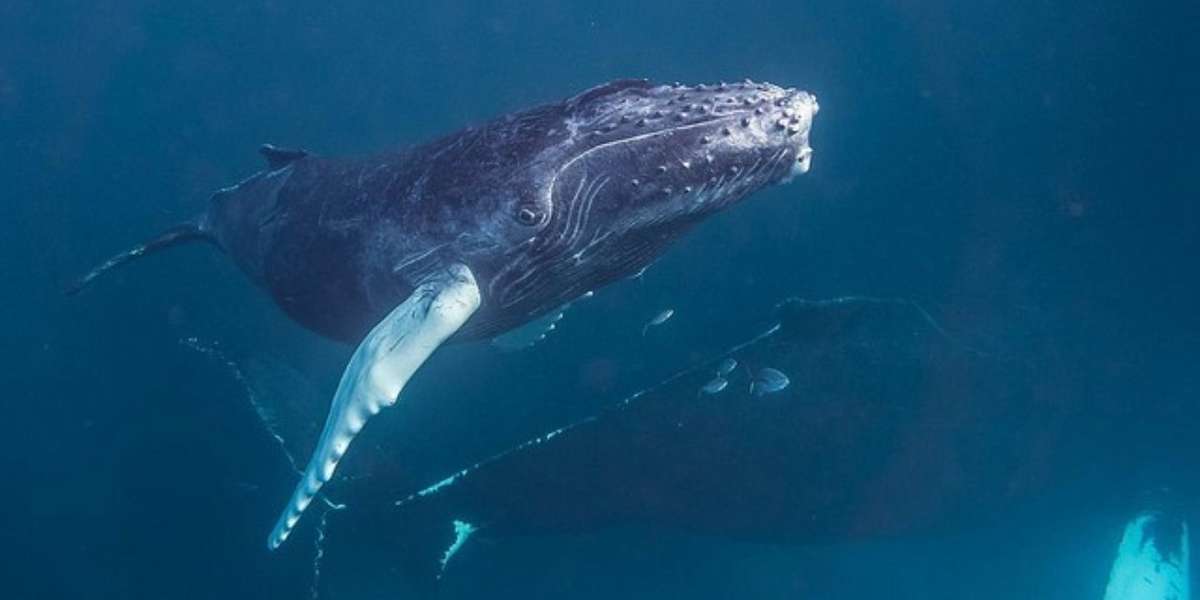 Listen To The 7 Different Ways That Whales "Talk" To Each
