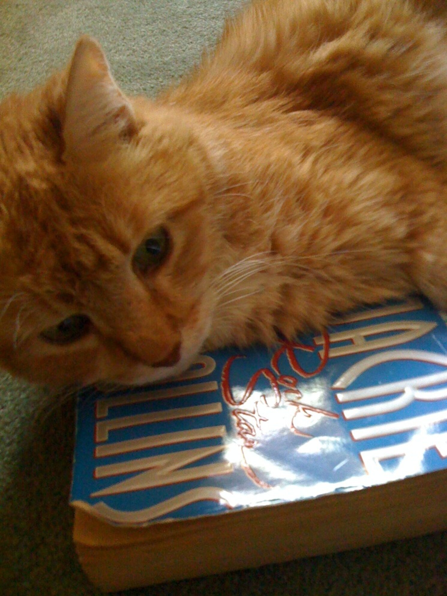 Why Does My Cat Lie On My Books? The Dodo