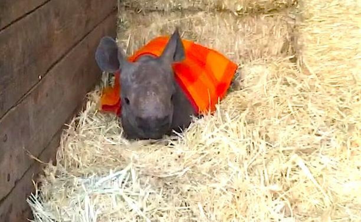Baby Rhino Snuggles Under His Blanket Until It's Bottle Time The Dodo