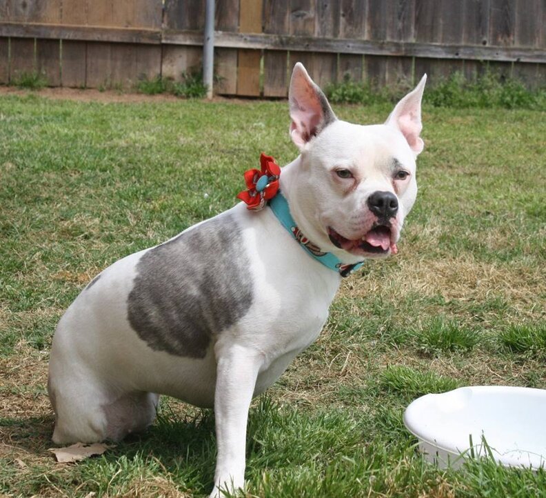 Paralyzed Pup Finds The Strength To Her Dad Home From