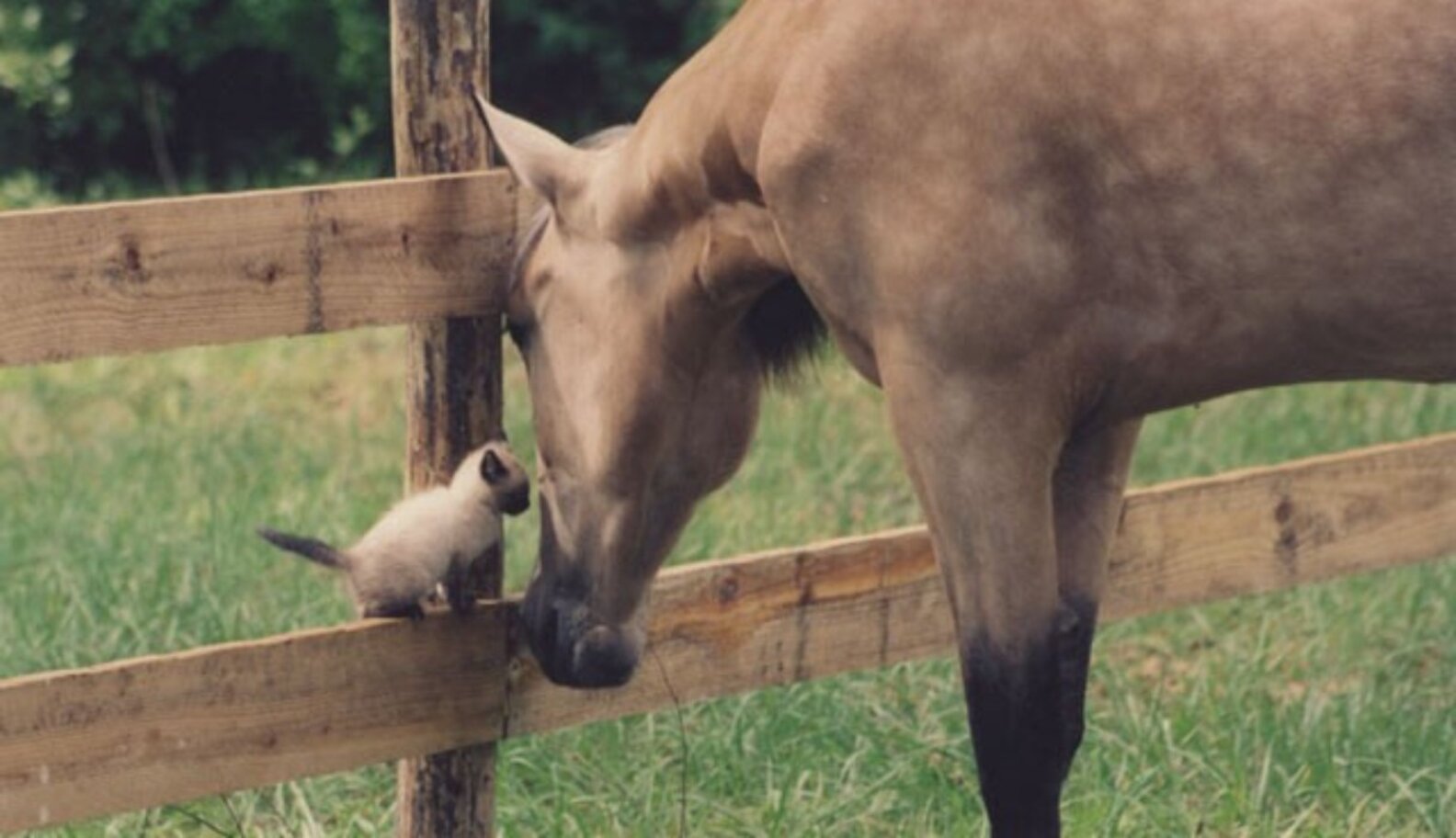 4 Strange And Adorable Farm Animal Friends The Dodo