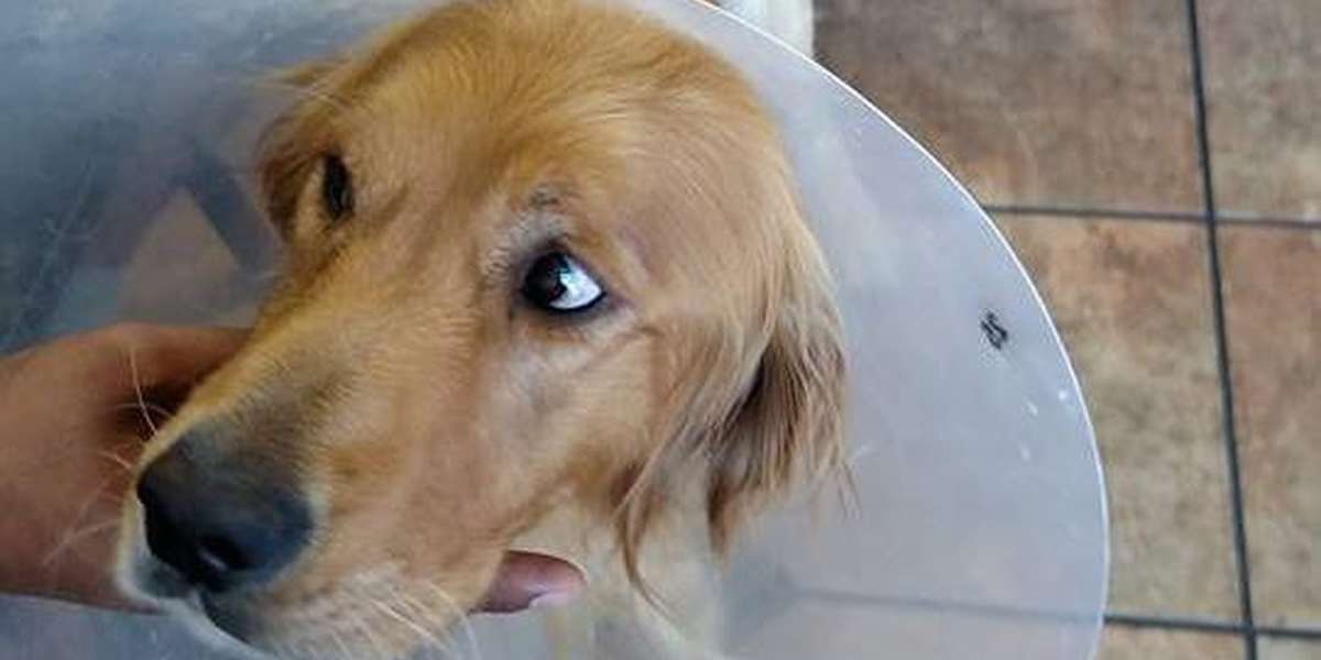 Dog Saved After Sickening Act Of Cruelty Won't Stop