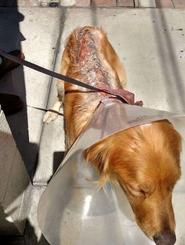 Dog Saved After Sickening Act Of Cruelty Won't Stop